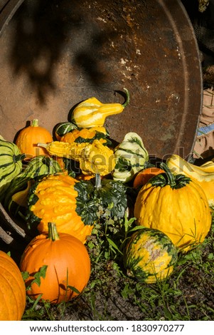 Group of squash, pumpkins, fall vegetables outdoors in Quebec