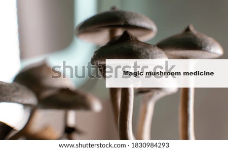 medicine and psilocybin mushrooms. Treatment and prevention of the mental state of the modern person with the help of magic mushrooms