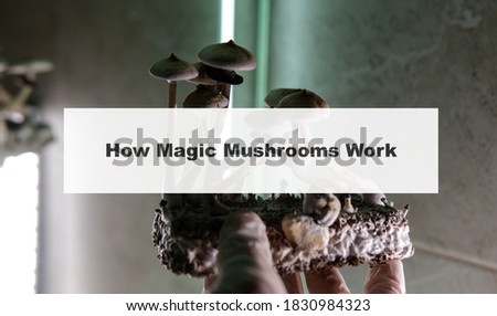 how do magic mushrooms work? the mechanism of psilocybin's action on the human body and brain