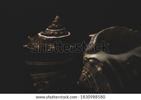 Snail seashell Macro close up, selective focus