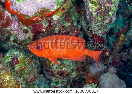 Caribbean coral reef,Priacanthidae, the bigeyes