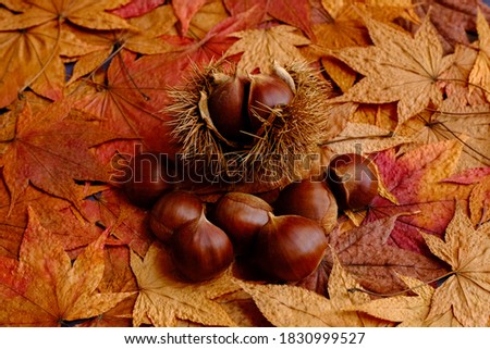 chestnut on autumn colorful leaves