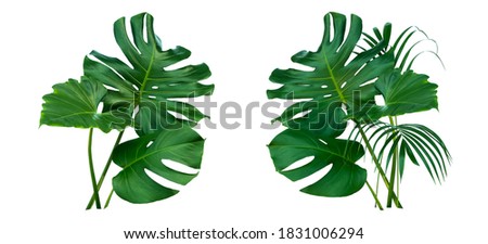 Monstera and Fern plant leaves, the tropical evergreen vine isolated on white background,clipping path. 