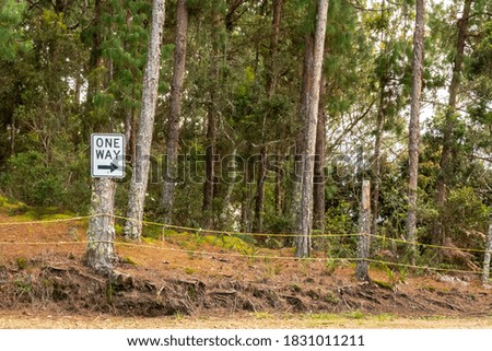 "One Way" Sign with a Black Arrow in the Middle of the Nature full of Pine Trees