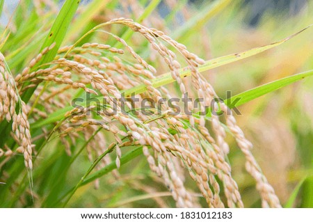 Golden rice field. Harvest rice farm. Rice is the main food of asian. Almost family eat rice with another menu.