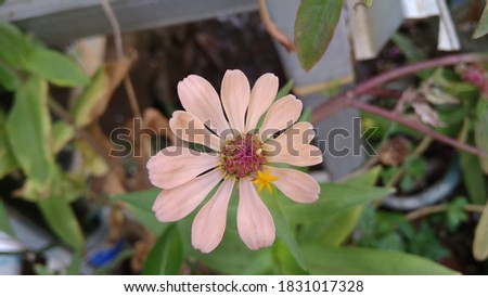 very beautiful gray flower this morning