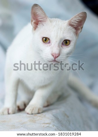 White-fur domestic cats are one of the cat lovers' favorites. This breed is known to be smart, active, playful, and energetic. They are also not very good at fighting or hunting and are quite suscepti