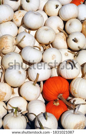 White and orange decorative pumpkins in the fall