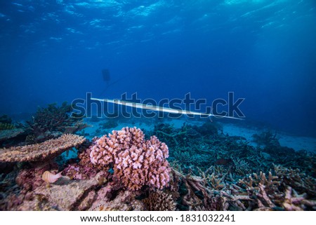 Healthy, colorful corals and fish on the Reef