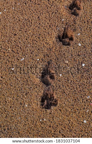 Paw print of dog near beach soil