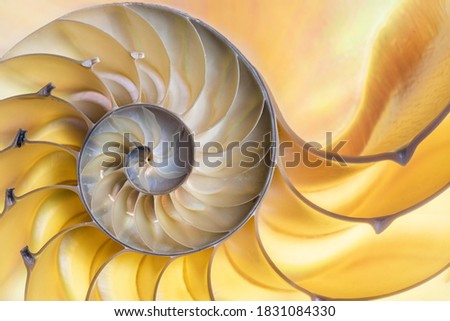 Detailed photo of a halved backlit  shell of a chambered nautilus (Nautilus pompilius) shows beautiful spiral pattern Royalty-Free Stock Photo #1831084330