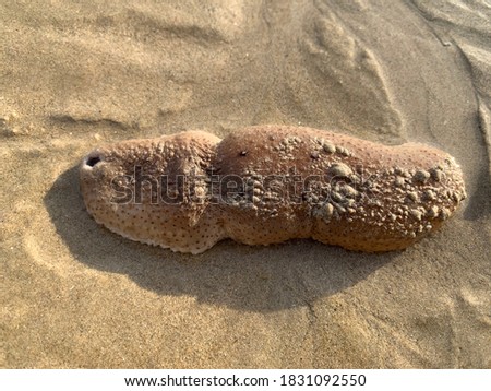 sea cucumber  on the beach
