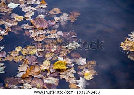 many floating autumnal leaves, fall seasonal background