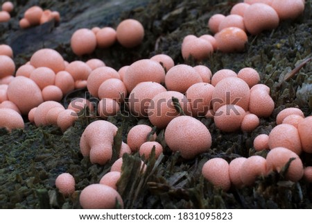 Amazing pink slime mold Lycogala epidendrum - slime molds are interesting organisms between mushrooms and animals  Royalty-Free Stock Photo #1831095823