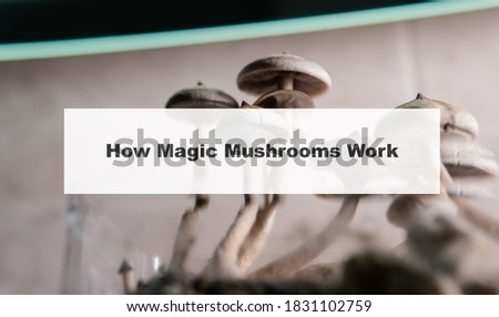 how do magic mushrooms work? the mechanism of psilocybin's action on the human body and brain
