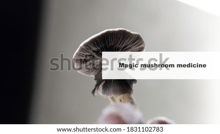 medicine and psilocybin mushrooms. Treatment and prevention of the mental state of the modern person with the help of magic mushrooms