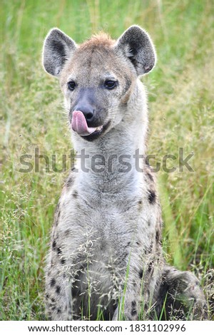Spotted  hyena licking his lips. Africa