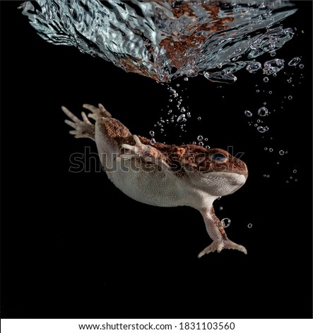 Frog splashing in water high speed