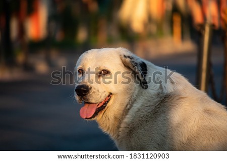 A beautiful stray dog portrait