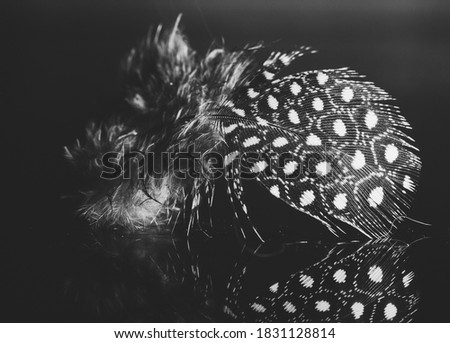 Black and white feather of guinea fowl Royalty-Free Stock Photo #1831128814