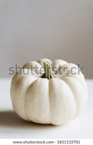 White pumpkin on a whtie background. 