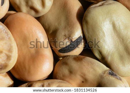 Dried broad or fava beans isolated