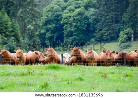 Herd of inquisitive cattle line up along fence watching something we can not see. Royalty-Free Stock Photo #1831135696