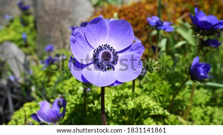 Anemone Coronaria Blue Poppy flower close up on colorful background. Royalty-Free Stock Photo #1831141861