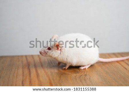 White laboratory mouse on the table.