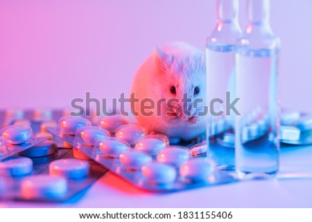 A live white laboratory experimental mouse sits on pills.Concept medical manipulation on animals,vaccine experiment,testing of drugs,vitamins. Royalty-Free Stock Photo #1831155406