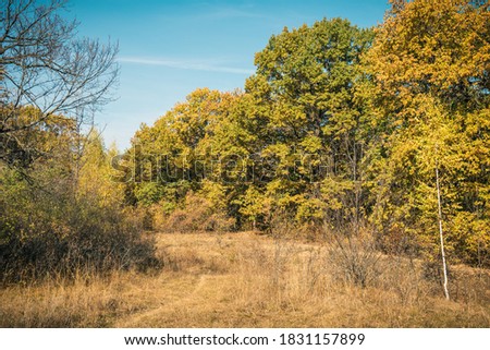 Large oak tree with yellowing leaves in the forest road on a clear autumn day