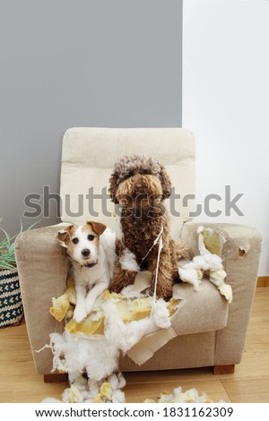 Two guilty dogs after bite and destroy a sofa with innocent expression. Royalty-Free Stock Photo #1831162309