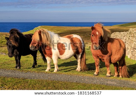 Three windswept Shetland Ponies, a world famous unique and hardy breed and a tourist attraction, on the sunny cliff tops of their native Shetland Islands, Scotland, United Kingdom Royalty-Free Stock Photo #1831168537