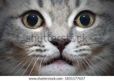 close-up of a gray cat's face with a funny expression, surprise, anger. Horizontal photo