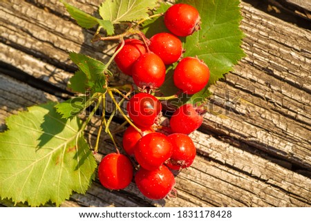 blurry photo, shallow depth of field. Hawthorn is a thorny shrub or tree of the pink family with small dark red fruits. Originally from the northern temperate regions, it is usually used for hedges