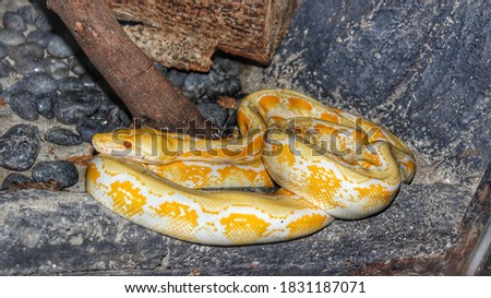 Golden yellow python snake in glass cage