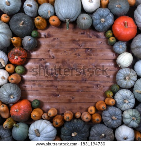 Colorful pumpkins on a wooden background of the autumn season on a wooden background