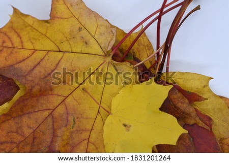 Colored composition from maple-leaves. Maple-leaves on white.