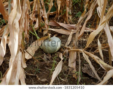 Pumpkin in a field among corns