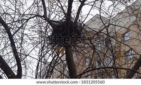 tree nest without leaves in autumn