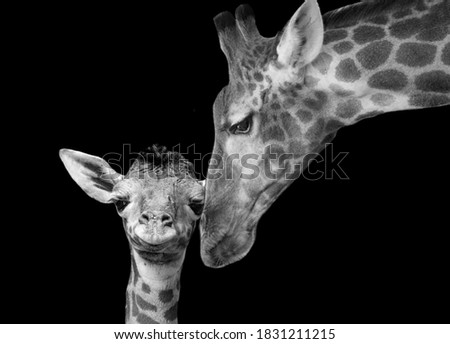 Very Beautiful And Cute Mother Giraffe Playing With Her Baby Giraffe 
