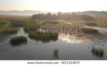 Boggy water in the summer meadow. The sun illuminates morass. Algae and moss in the swamp. Royalty-Free Stock Photo #1831263859