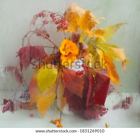 The picture was taken in October the year 2020.The picture shows a white vase with autumn leaves of wild grapes and a yellow nasturtium flower.