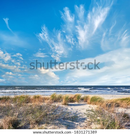 Dunes protecting beach on Island Hiddensee in Germany. Yellow grass. Autumn or winter out of season.