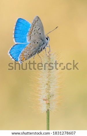 Wonderful portrait of Common Blue butterfly (polyommatus icarus) Royalty-Free Stock Photo #1831278607