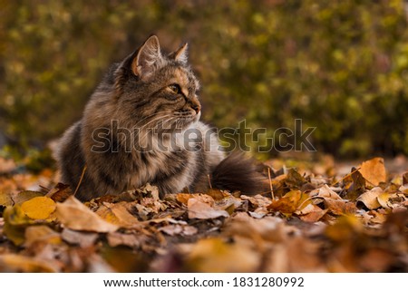 Cat lies in autumn leaves at golden hour against blurry background of green bushes. Low angle with blurred leaves in the foreground