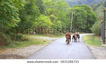 bull, cow and calf walk in the countryside along the trees.