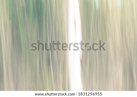 Abstract magic wood trees background. Camera low shutter punning shot