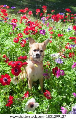 little chihuahua among flowers in the garden