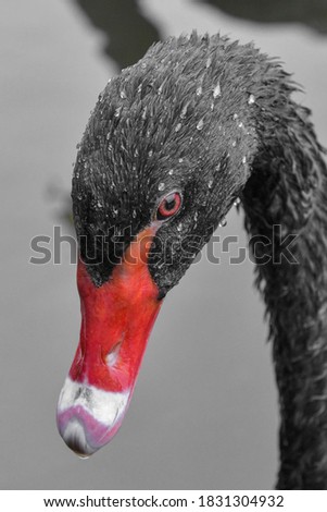 The close up portrait shot of an elegant black swan with beautiful red beak. This photo is full of sharp details. 